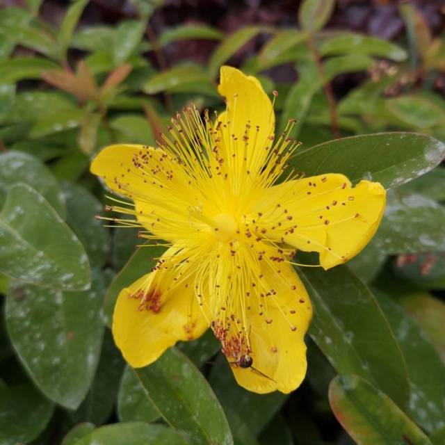 Billede af Perikon - Hypericum calycinum